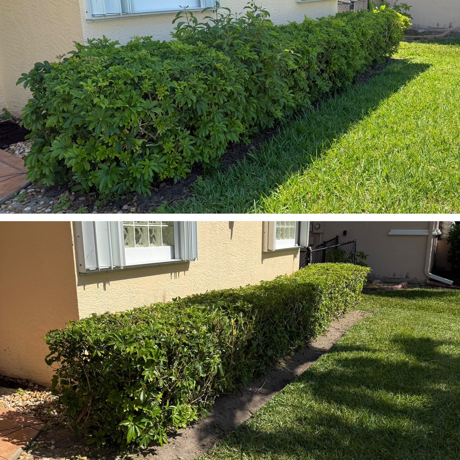 Tall hedges trimmed down into a neat, level row